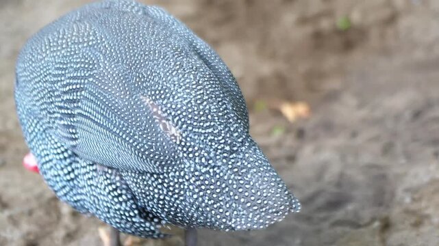 The guineafowl (Numida meleagris) is the most well-known guineafowl, Numididae, and the only member of the genus Numida. They live in flocks in a coop.