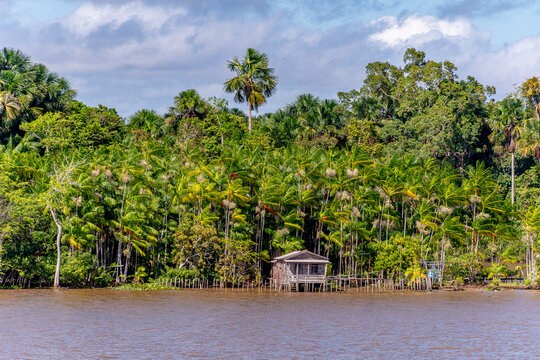 Traditional Stilt House and Acai Palms in Breves Channels Amazon Brazil