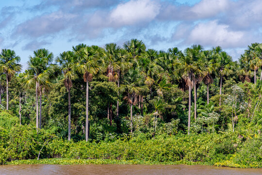 Babassu Palm Trees along the Amazon Riverbank in Par&aacute; Brazil