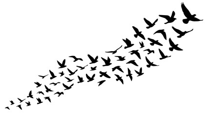 Obraz premium Flock of birds flying in formation. Silhouette of migrating birds isolated on white background.