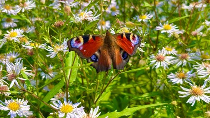 A peacock butterfly is resting among white daisy flowers outdoors. The colorful insect is surrounded by green foliage © ANASTASIIA