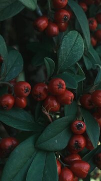 Bright red cotoneaster berries grow on green bushes in sunlit gardens during autumn, when the fruit ripens on outdoor branches.