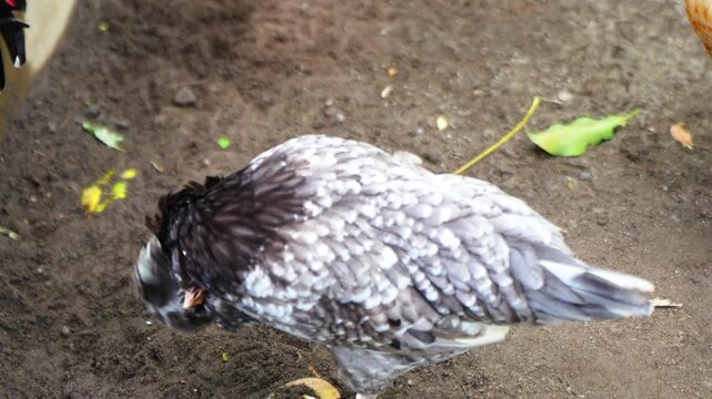 The Polish chicken is a type of European crested chicken. It has the characteristic of thick feathers on the head area, living in groups in a cage.