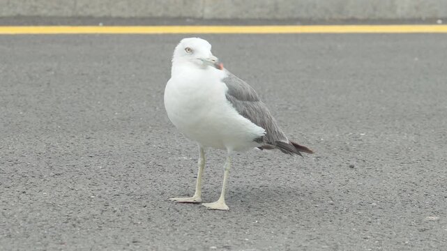 Seagull Standing and Looking Around Outdoor Close Up