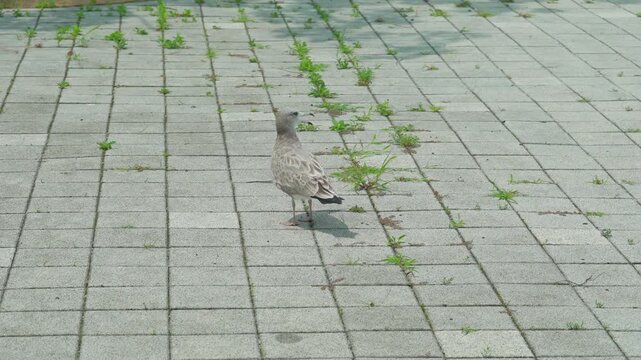 Seagull Standing and Looking Around Outdoor Close Up