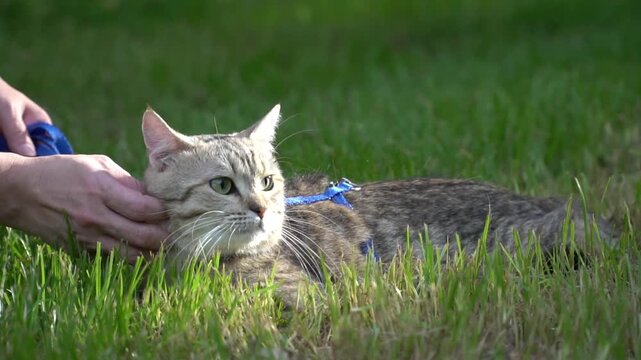 Owner hands gently petting and scratching a tabby cat on a blue harness outdoors.
