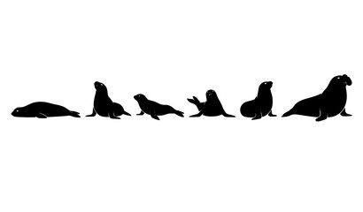 Elephant Seal Silhouette Collection Vector Set with Six Beach Poses Isolated on White Background © HASAN