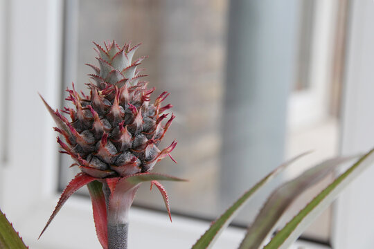 Small pineapple fruit growing on a potted houseplant near a bright window. Exotic tropical plant cultivated indoors at home
