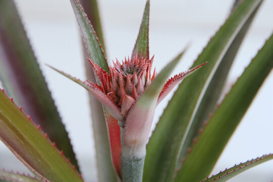 Young pineapple fruit developing on an indoor potted plant. Close-up of an exotic tropical houseplant growing on a sunny windowsill.