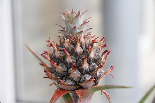 Ripening pineapple fruit growing on an ornamental houseplant indoors. Tropical bromeliad cultivated in a pot on a sunny windowsill.