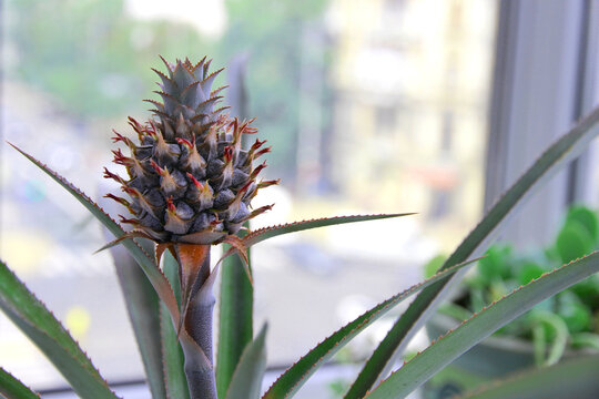 Indoor pineapple plant producing edible fruit in a flowerpot. Healthy tropical houseplant growing beside a bright home window.