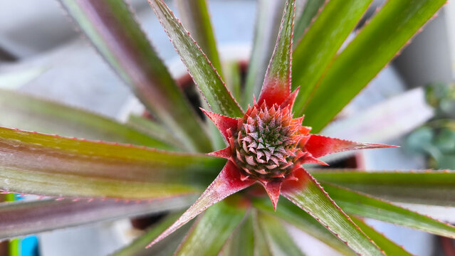 Top view of a young pineapple forming inside the rosette of an indoor tropical plant with colorful spiky leaves.