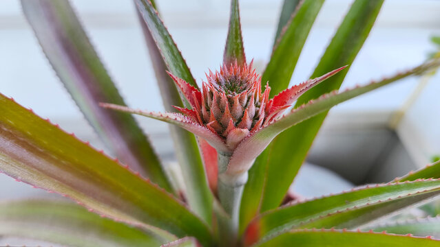Close up of a young pineapple fruit emerging from the center of a tropical houseplant growing indoors on a windowsill.