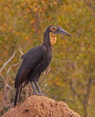Immature Southern Ground Hornbill Bucorvus leadbeateri 10673 © Kobus