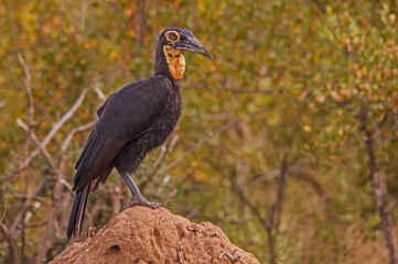 Immature Southern Ground Hornbill Bucorvus leadbeateri 10677 © Kobus