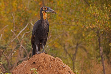 Immature Southern Ground Hornbill Bucorvus leadbeateri 10680 © Kobus