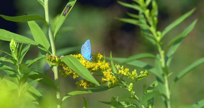  Macro - Colorful butterfly on a yellow flower