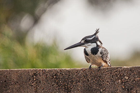 Pied Kingfisher Ceryle rudis 10692
