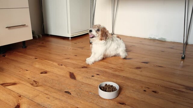 Jack Russell Terrier waits calmly before meal in slow motion. Dog follows commands beside gray bowl with dry food. Calm behavior training concept.