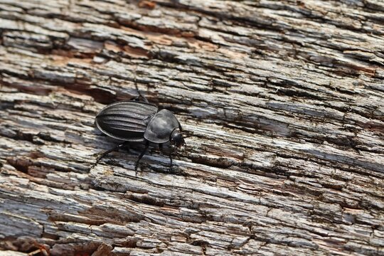 Starkgerippter Geradschienen-Aask&auml;fer (Silpha carinata)
