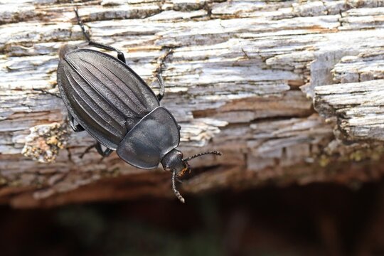 Starkgerippter Geradschienen-Aask&auml;fer (Silpha carinata)