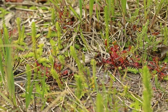 Sumpf-B&auml;rlapp (Lycopodiella inundata) in Ostfriesland