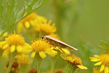 Weißgraues Flechtenbärchen (Eilema caniola) auf Jakobskreuzkraut (Senecio jacobaea) © Schmutzler-Schaub
