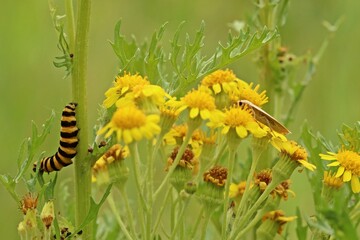 Raupe des Jakobskrautbären (Tyria jacobaeae)  und Weißgraues Flechtenbärchen (Eilema caniola) an Jakobskreuzkraut (Senecio jacobaea) © Schmutzler-Schaub