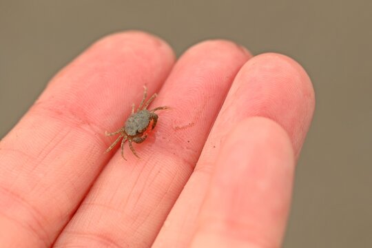 Winzige junge Gemeine Strandkrabbe (Carcinus maenas)
auf der Hand