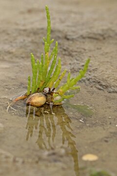 Europ&auml;ischer Queller (Salicornia europaea agg.) mit Herzmuschel (Cerastoderma edule) im Nationalpark Wattenmeer