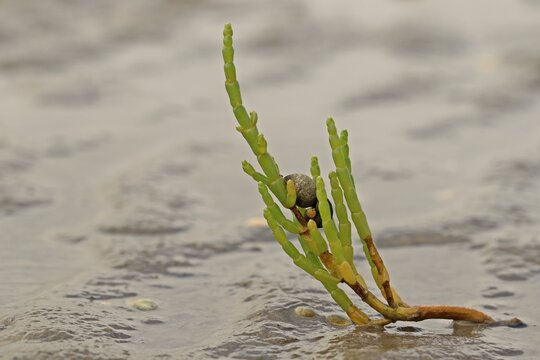 Europ&auml;ischer Queller (Salicornia europaea agg.) mit Strandschnecke im Nationalpark Wattenmeer