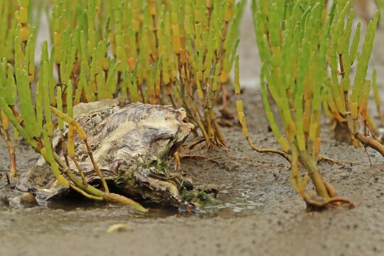  Pazifische Auster (Magallana gigas) im Nationalpark Wattenmeer