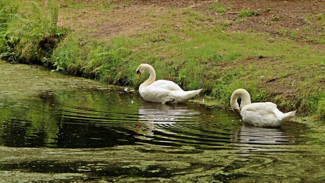 Zwei H&ouml;ckerschw&auml;ne (Cygnus olor) putzen sich am Grabenrand