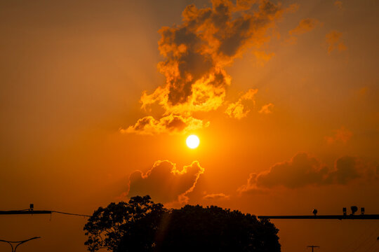 sunset with tree silhouette