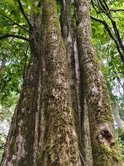 Fototapeta premium tree in the forest