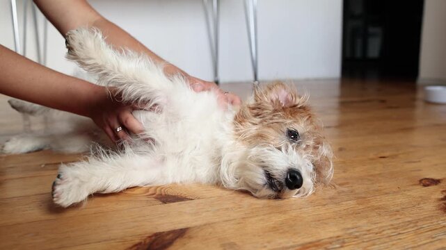 Low angle shows wirehaired Jack Russell Terrier resting on wooden floor in slow motion. Female hands gently stroke soft fur. Caring pet owner concept.
