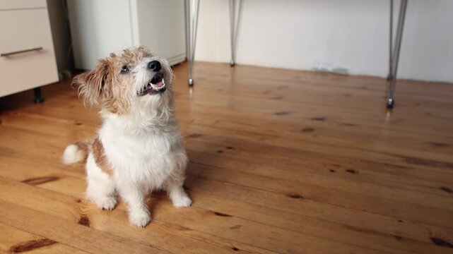 Wirehaired Jack Russell Terrier sits on wooden kitchen floor in slow motion. Dog wags tail and sniffs food with excitement. Happy pet waiting eagerly.