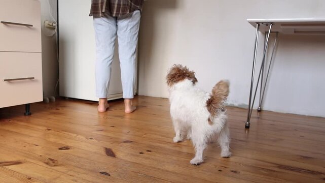 Jack Russell Terrier stands on wooden kitchen floor and watches owner searching refrigerator. Dog wags tail happily while waiting for tasty food. Happy pet concept.