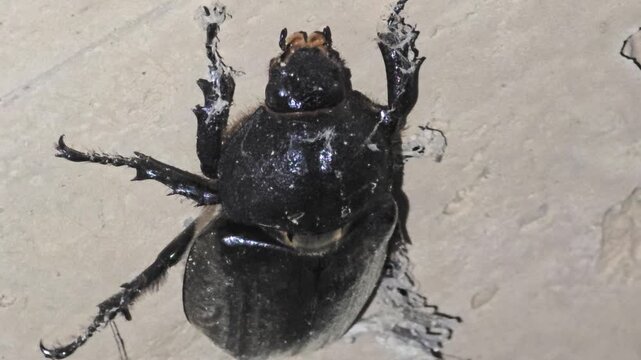 
Back view of a female rhinoceros beetle crawling up a rough concrete wall


