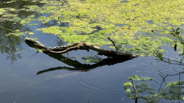 Fallen tree branch in duckweed covered woodland pond