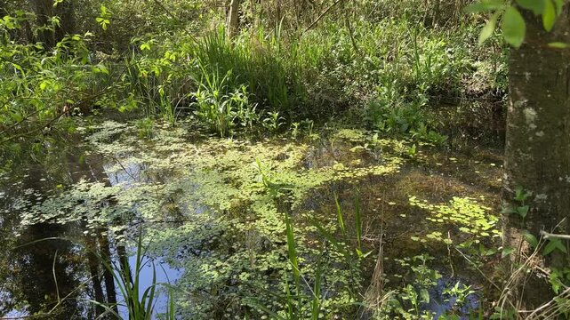 Sunlit woodland pond covered with floating duckweed and aquatic plants