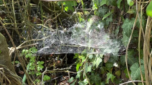 Dew covered spider web suspended among woodland vegetation