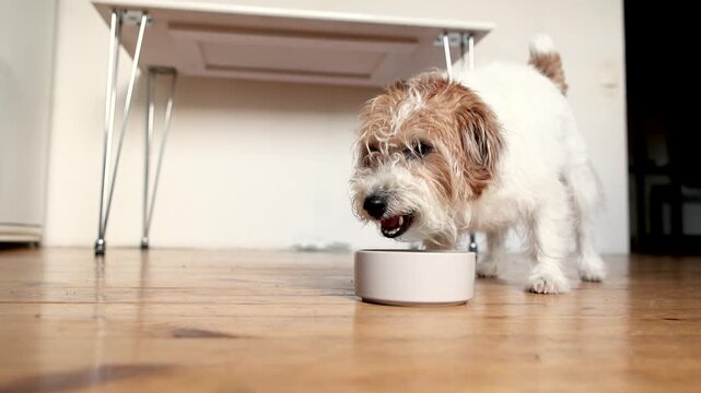 Wirehaired Jack Russell Terrier eats dry kibble from gray pet bowl in slow motion. Close up shows focused feeding on kitchen floor with warm wooden background.