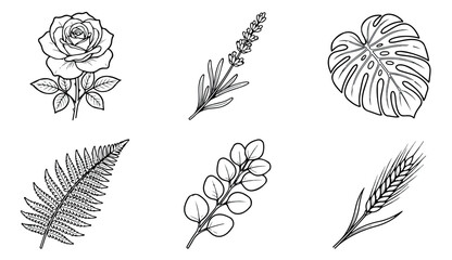 Minimalist botanical line art collection, set of 6 floral and leaf vector icons, black and white hand drawn rose lavender monstera fern eucalyptus and wheat © Rehman