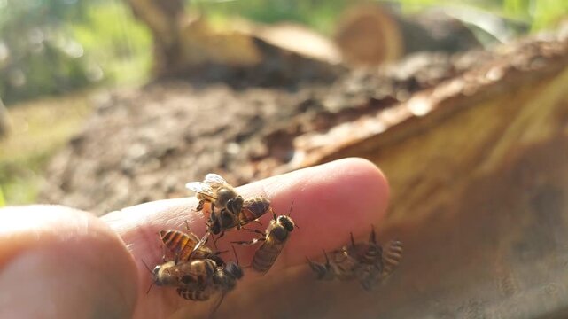 Hand Holding a Swarm of Honey Bees During Natural Beekeeping Activity, Close Up of Human Hand Holding Honey Bee Swarm in Sustainable Beekeeping