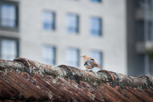 Rufous hornero bird perched on a weathered clay tile roof in an urban setting
