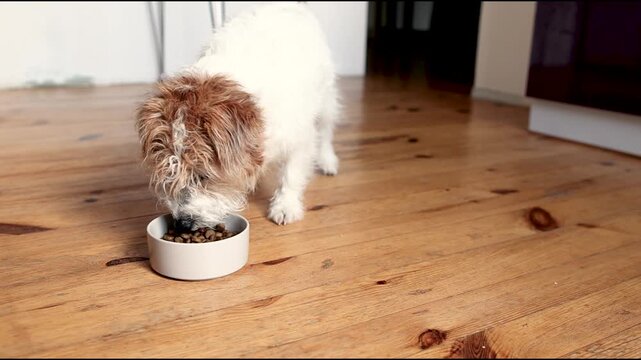 Wirehaired Jack Russell Terrier runs in slow motion toward large gray bowl with dry kibble. Dog eagerly eats food on kitchen wooden floor. Natural home moment.