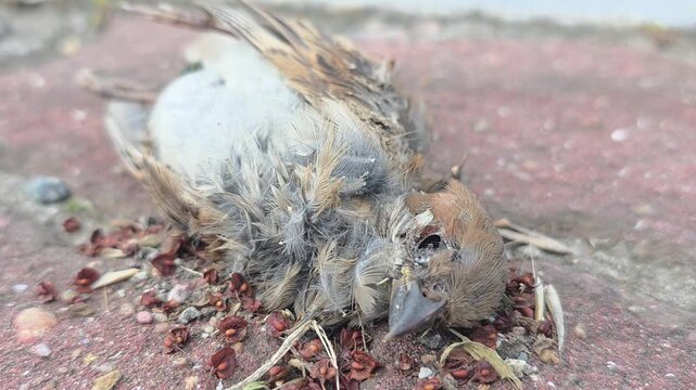 Macro view of a dead bird on the ground caused by traffic accident

