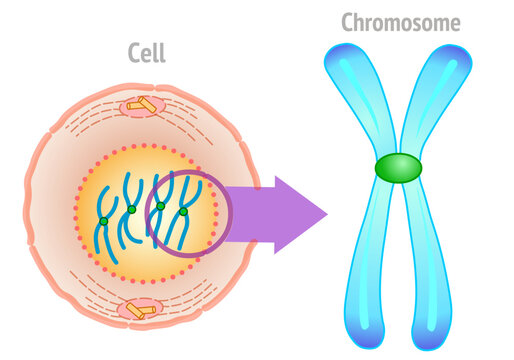Cell to chromosome structure. Chromosomes are found inside the nucleus. Parts anatomy, diagram,. Human intelligence creation, draw. Microscopic zoom. Orange, blue  illustration vector
