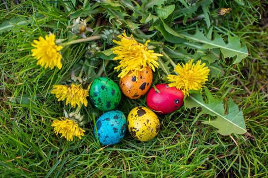Colorful Quail Easter Eggs Hidden Among Dandelions